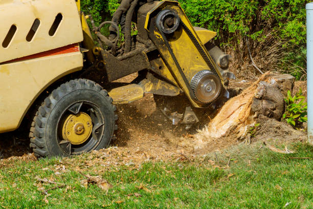 Best Tree Root Removal  in Northview, MI